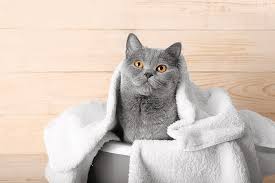 How to Properly Clean Your Cat: A Complete Guide