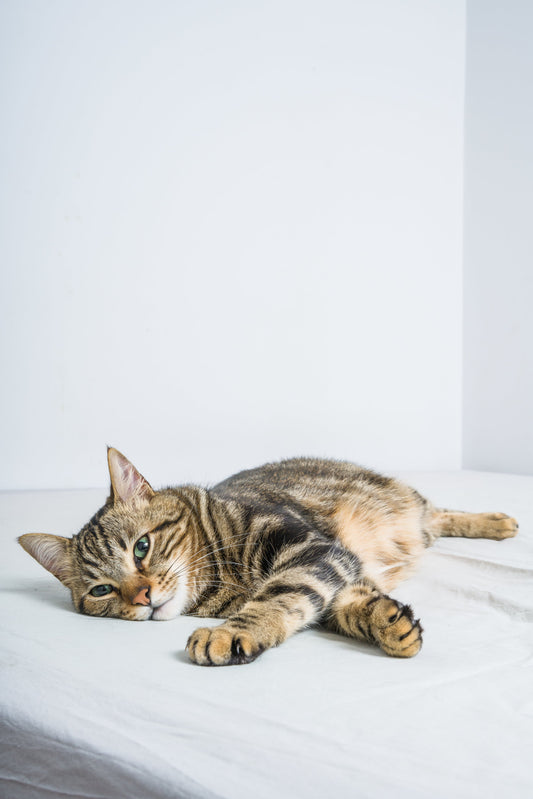 How to Introduce a New Cat to Your Home: A Step-by-Step Guide